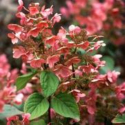 Hydrangea paniculata 'Quick Fire Tree Form' Hydrangea paniculata 'Quick Fire Tree Form'