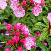 Kalmia Latifolia 'Little Linda' Kalmia Latifolia 'Little Linda'