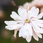 Magnolia stellata 'Centennial Blush'