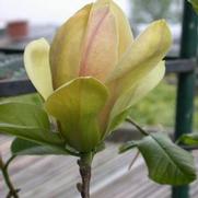 Magnolia x. 'Sunsation'