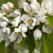 Malus hybrid 'Spring Snow' Malus hybrid 'Spring Snow'