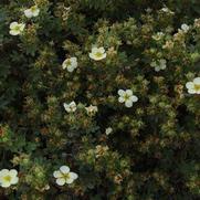 Potentilla fruticosa 'Abbottswood'