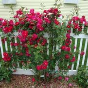 Rosa 'Henry Kelsey' Rosa 'Henry Kelsey'