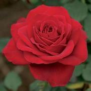 Rosa 'Olympiad' Rosa 'Olympiad'