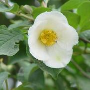 Stewartia pseudocamellia Stewartia pseudocamellia