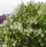 Syringa vulgaris 'Primrose'