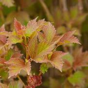 Viburnum trilobum 'Bailey's Compactum' Viburnum trilobum 'Bailey's Compactum'