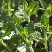 Teucrium chamaedrys Teucrium chamaedrys
