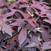 Ipomoea batatas 'Blackie' Ipomoea batatas 'Blackie'