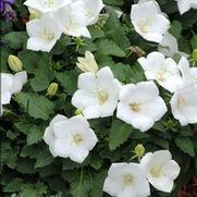 Campanula carpatica 'White Clips' Campanula carpatica 'White Clips'