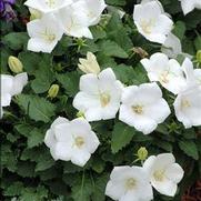 Campanula carpatica 'White Clips'