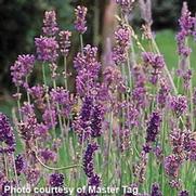 Lavandula angustifolia 'Dentata French Lavender'