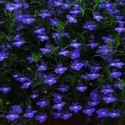 Lobelia 'Regatta Sapphire'