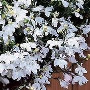 Lobelia 'Regatta White'