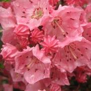 Kalmia latifolia 'Carol' Kalmia latifolia 'Carol'