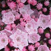 Kalmia latifolia 'Tinkerbell' Kalmia latifolia 'Tinkerbell'