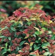 Spiraea bumalda 'Goldflame' Spiraea bumalda 'Goldflame'