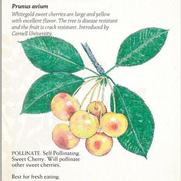 Prunus avium 'Whitegold'