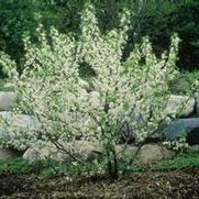 Prunus maritima