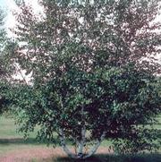 Betula papyrifera