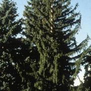 Picea abies