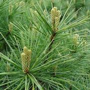 Pinus Strobus Pinus Strobus