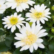 Osteospermum hybrid '4D Lemon Ice' Osteospermum hybrid '4D Lemon Ice'