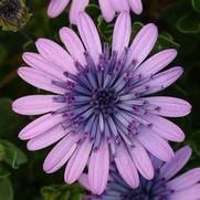 Osteospermum Hybrid '4D Pink' Osteospermum Hybrid '4D Pink'
