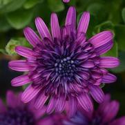 Osteospermum Hybrid '4D Purple' Osteospermum Hybrid '4D Purple'