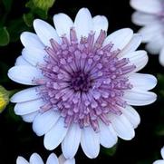 Osteospermum Hybrid '4D Silver' Osteospermum Hybrid '4D Silver'