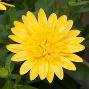 Osteospermum Hybrid '4D Yellow' Osteospermum Hybrid '4D Yellow'