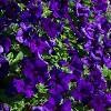 Petunia hybrid 'Surfinia Giant Blue'