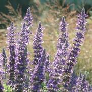 Salvia Farinacea 'Victoria Blue' Salvia Farinacea 'Victoria Blue'