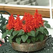 Salvia Splendens 'Red Hot Sally' Salvia Splendens 'Red Hot Sally'