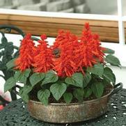 Salvia Splendens 'Red Hot Sally'