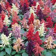 Salvia Splendens 'Vista Mix' Salvia Splendens 'Vista Mix'