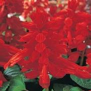 Salvia Splendens 'Vista red'