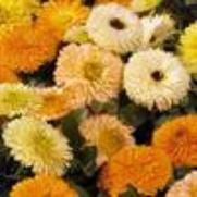 Calendula officinalus Calendula officinalus
