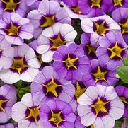 Calibrachoa hybrid 'Evening Star' Calibrachoa hybrid 'Evening Star'