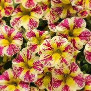 Calibrachoa hybrid 'Holy Moly' Calibrachoa hybrid 'Holy Moly'