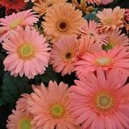 Gerbera jamesonii 'Mega Revolution Champagne' Gerbera jamesonii 'Mega Revolution Champagne'