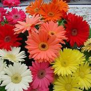 Gerbera jamesonii 'Mega Revolution Classic Mix' Gerbera jamesonii 'Mega Revolution Classic Mix'