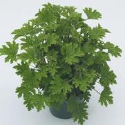 Pelargonium Citrosa 'Citronella geranium'