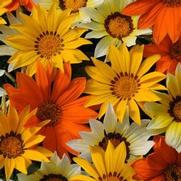 Gazania 'New Day Series' Gazania 'New Day Series'