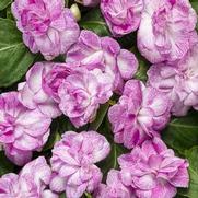 Impatiens walleriana 'Rockapulco Wisteria' Impatiens walleriana 'Rockapulco Wisteria'