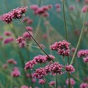 Verbena bonariensis 'Vanity'