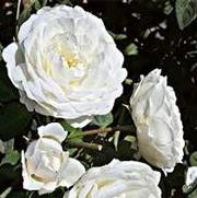 Rosa 'Cloud 10' Rosa 'Cloud 10'