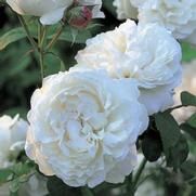 Rosa 'Winchester Cathedral' Rosa 'Winchester Cathedral'