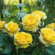 Rosa 'The Poet's Wife' Rosa 'The Poet's Wife'