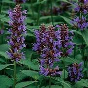 Agastache 'Black Adder' Agastache 'Black Adder'